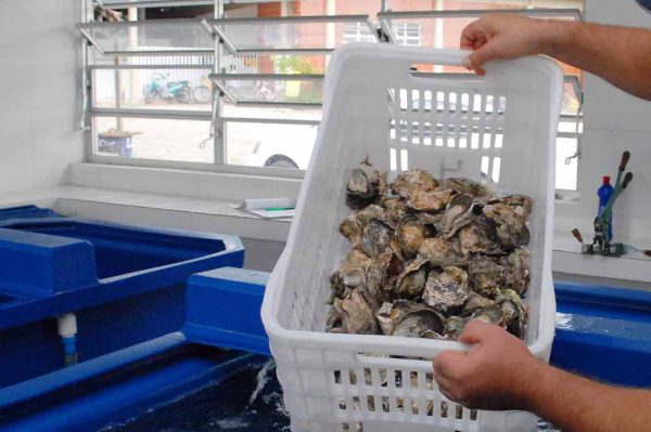 Depurador de ostras de Guaratuba.Na foto funcionário depura ostras no depurador de Guaratuba.
Foto Everson Bressan-AENotícias